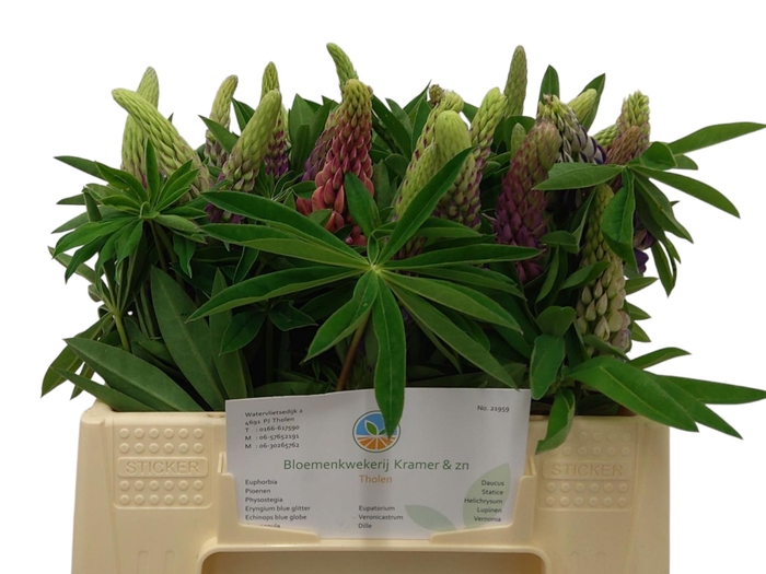 <h4>LUPINUS</h4>