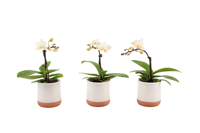 <h4>Valencia Wit Tiny Dolls Wit 1T7+ aqu@</h4>