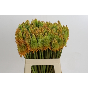 Kniphofia Eycone Peach