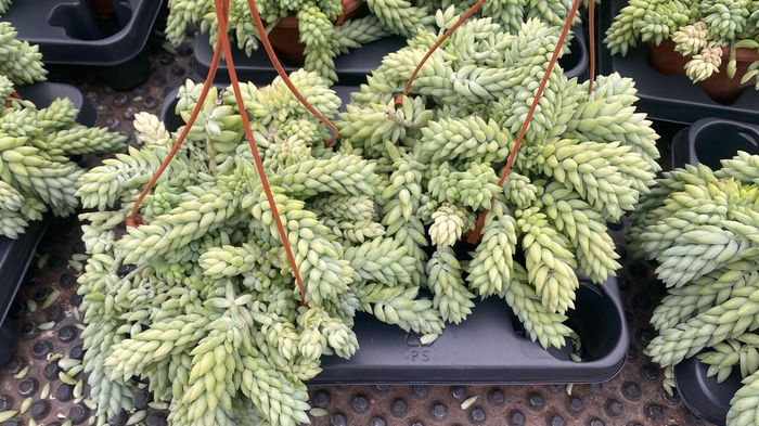 <h4>SEDUM MORGANIANUM</h4>
