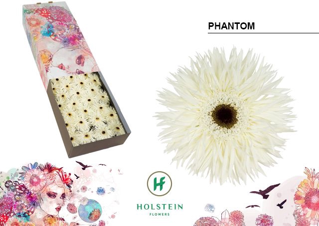 <h4>Gerbera Spider Phantom Doos</h4>