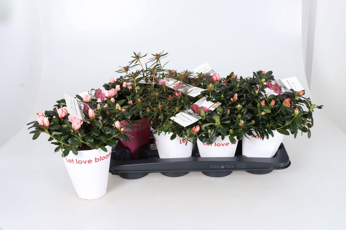 <h4>RHODO SI GEM</h4>