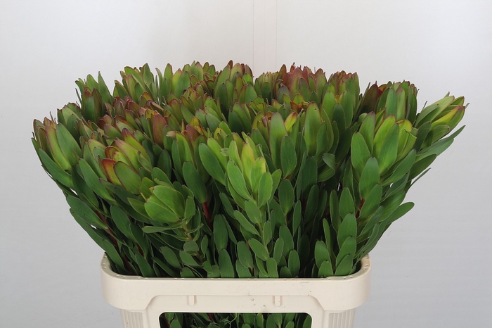 <h4>Leucadendron Goldstrike</h4>