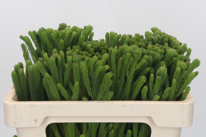 <h4>BRUN ALBIFLORA</h4>