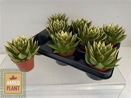 Echev Agav Ami-fiest Painted Gold