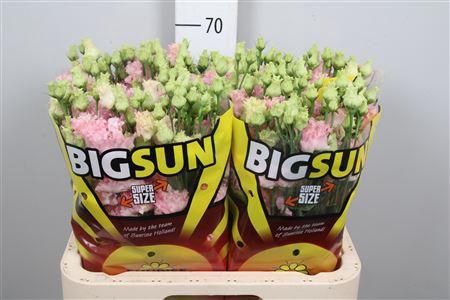 <h4>Eus G Alissa Pink</h4>