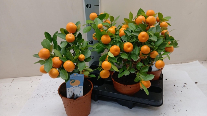 <h4>CITR MICROCARPA</h4>