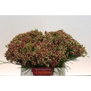 Kaaps Groen Lanuginosa Peanut