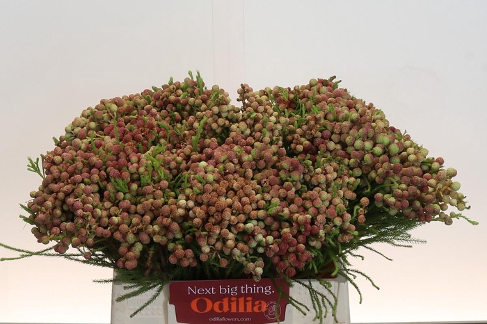 <h4>Kaaps Groen Lanuginosa Peanut</h4>