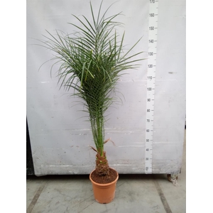 Phoenix roebelenii