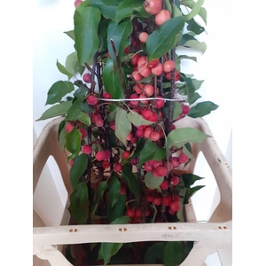 MALUS MAGICAL SP TAK