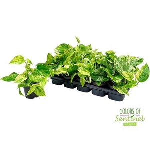 Epipr Marble Queen