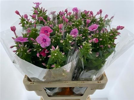 <h4>Phlox P Rebel Lady</h4>