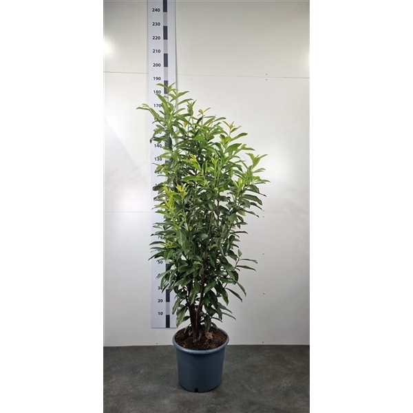 <h4>Prunus laur. 'Genolia'</h4>