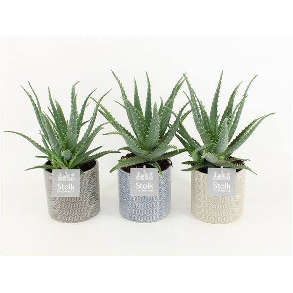 <h4>Aloe Arborescens in Gaia keramiek</h4>