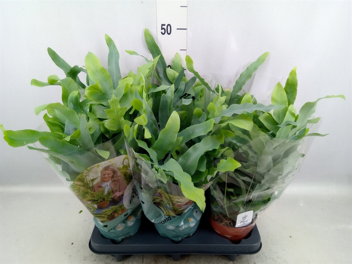 <h4>Phlebodium aureum 'Blue Star'</h4>