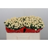 Hypericum Cool Romance