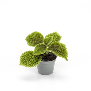 PILEA INVOLUCRATA P6 MOONVALLEY
