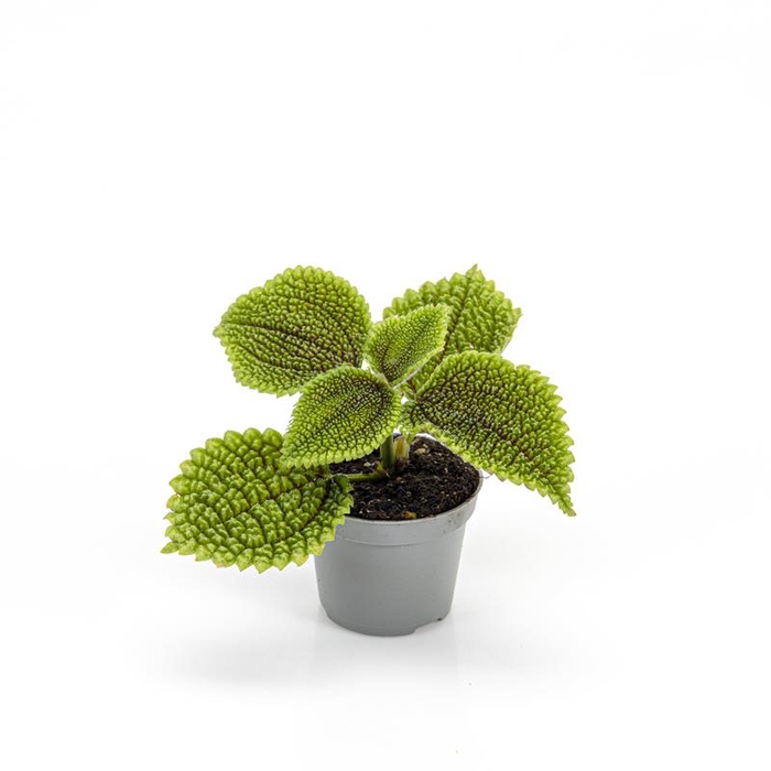 PILEA INVOLUCRATA P6 MOONVALLEY
