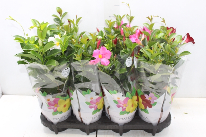 <h4>DIPLADENIA P15</h4>