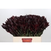 Leucadendron Saf Sunset Dark R.