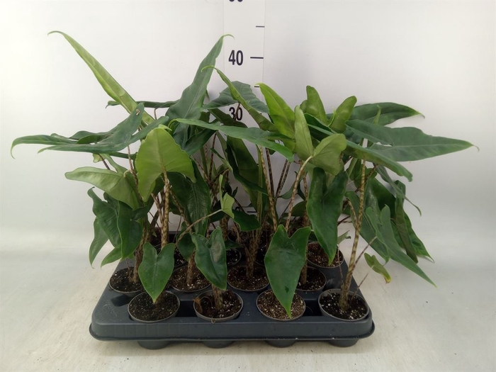<h4>Alocasia zebrina</h4>