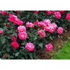 Rosa Floribunda Grp overig