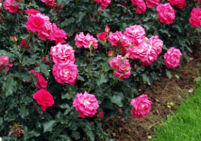 Rosa Floribunda Grp overig