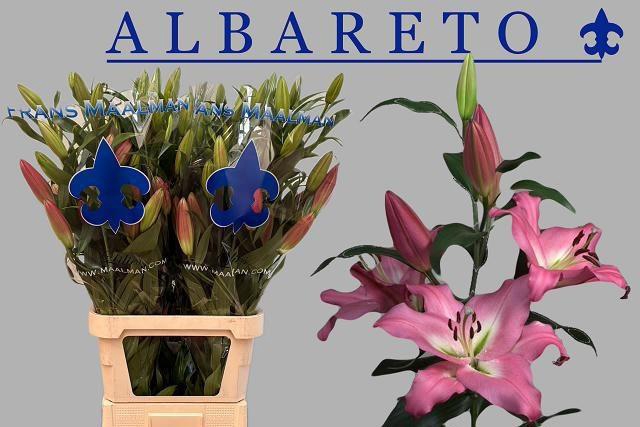 <h4>LI OT ALBARETO</h4>