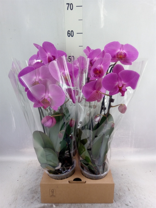 <h4>Phalaenopsis  'Elegant Cascade'</h4>