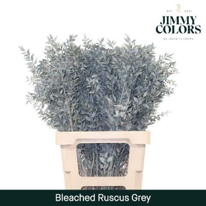 Ruscus Bleached Italy L70 Light Grey