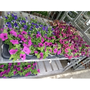 Petunia  'Surfinia'   ...mix