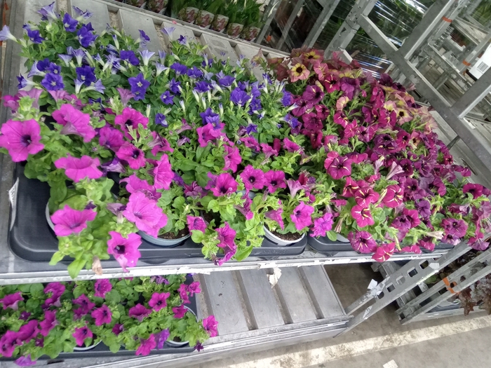 <h4>Petunia  'Surfinia'   ...mix</h4>