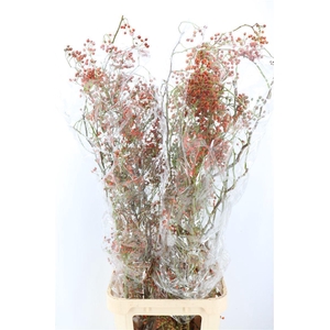 Rosa Corallo 120cm Ptk