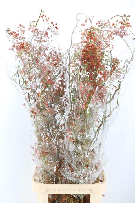<h4>Rosa Corallo 120cm Ptk</h4>