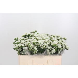 Limonium White