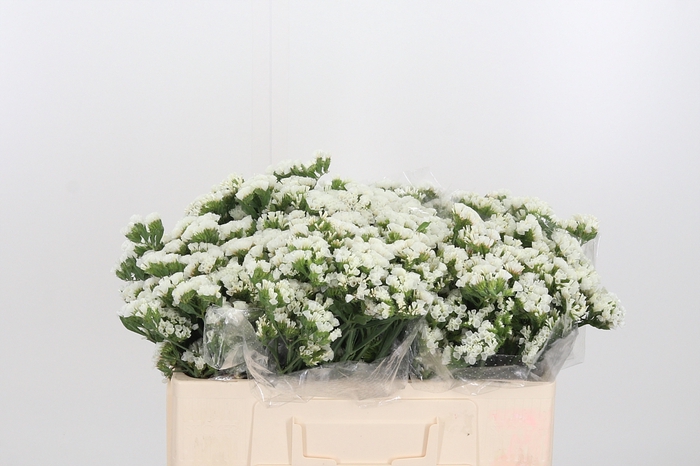 <h4>Limonium White</h4>