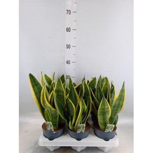 Sansevieria trifa. 'Futura Superba'