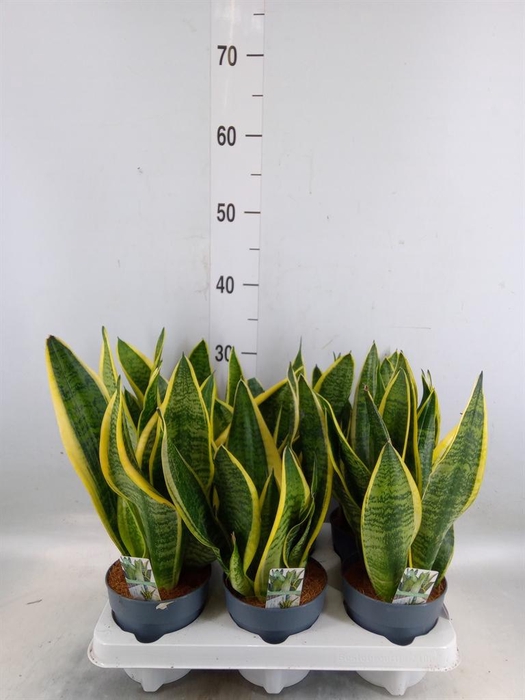 <h4>Sansevieria trifa. 'Futura Superba'</h4>