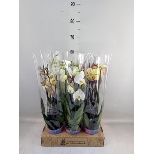 Phalaenopsis   ...mix  4