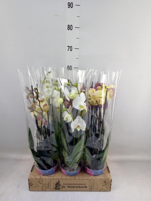 <h4>Phalaenopsis ...mix 4</h4>