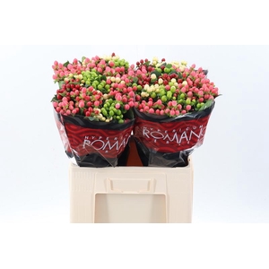 Hyp Mix Romance Latitude