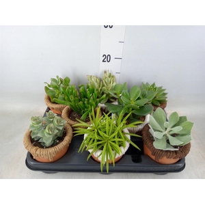 Succulents   ...