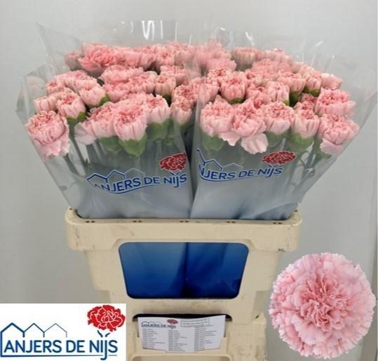 <h4>DI ST DONCEL</h4>