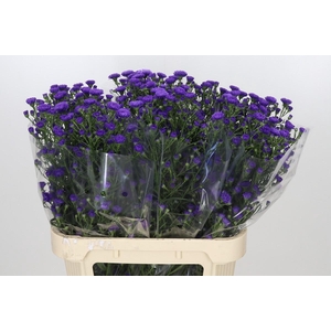 Aster Astee Dark Milka