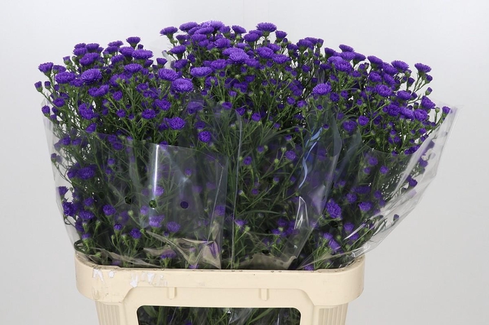 <h4>Aster Astee Dark Milka</h4>