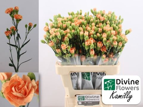 <h4>Dianthus TR 'Kamilly'</h4>