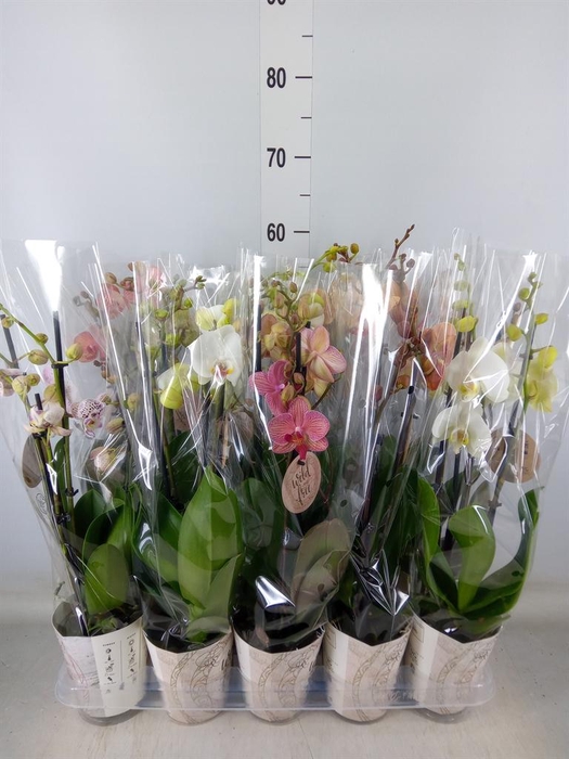 <h4>Phalaenopsis   ...mix</h4>