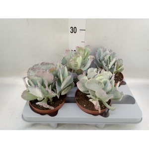 Cotyledon undulata