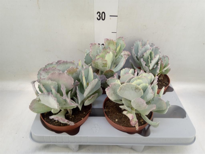 <h4>Cotyledon undulata</h4>